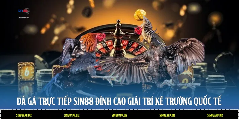 Đá Gà Trực Tiếp Sin88 - Đỉnh Cao Giải Trí Kê Trường Quốc Tế