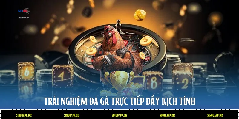 Trải nghiệm đá gà trực tiếp đầy kịch tính